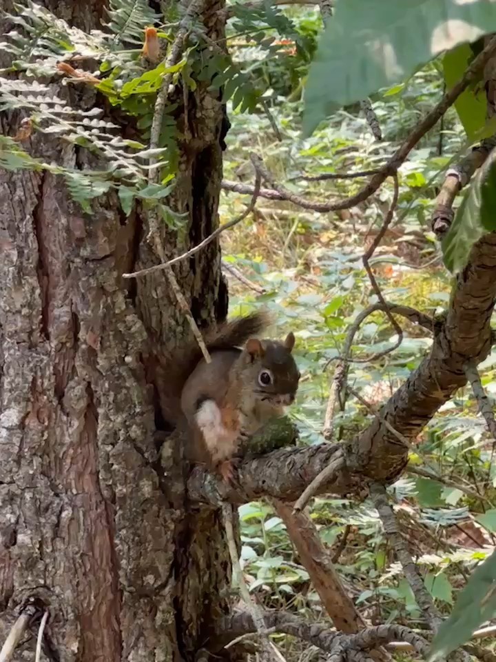 American Red Squirrel - ML640238721
