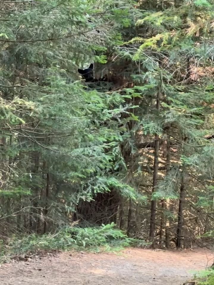 American Black Bear - ML640238725