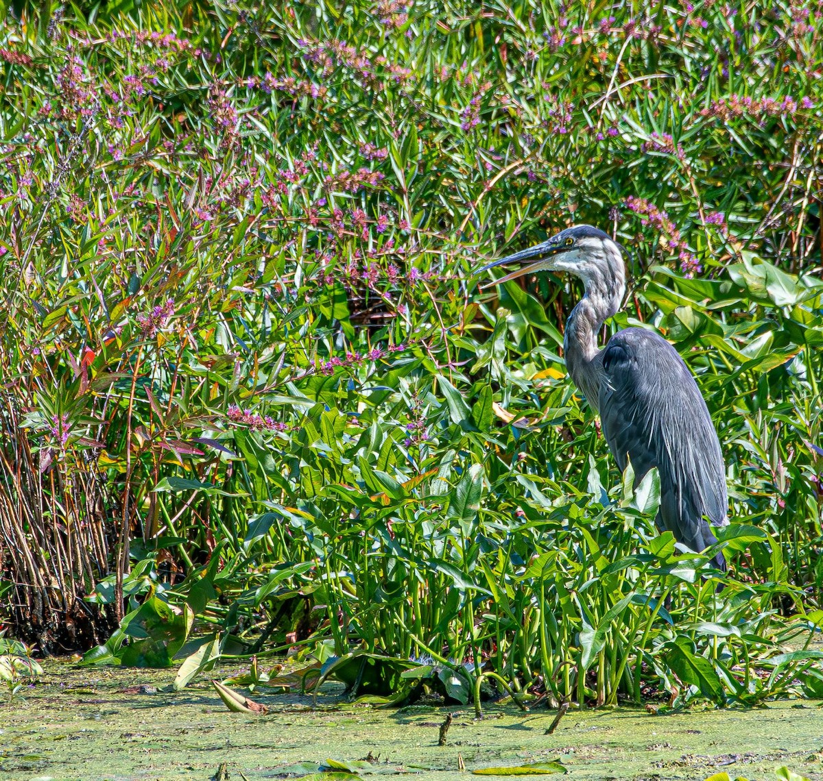 Great Blue Heron - ML640238727