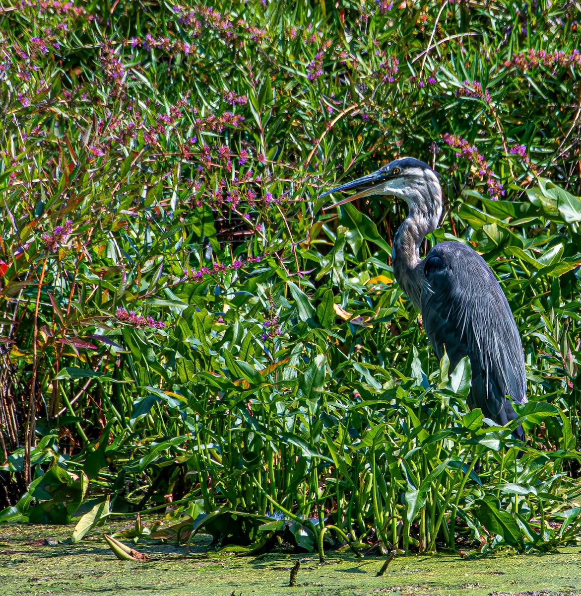 Great Blue Heron - ML640238728