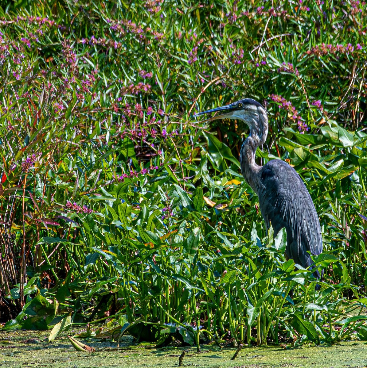 Great Blue Heron - ML640238729