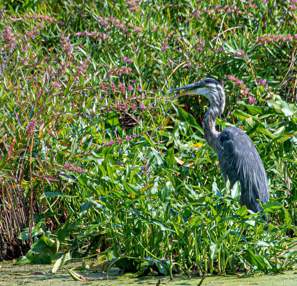 Great Blue Heron - ML640238730