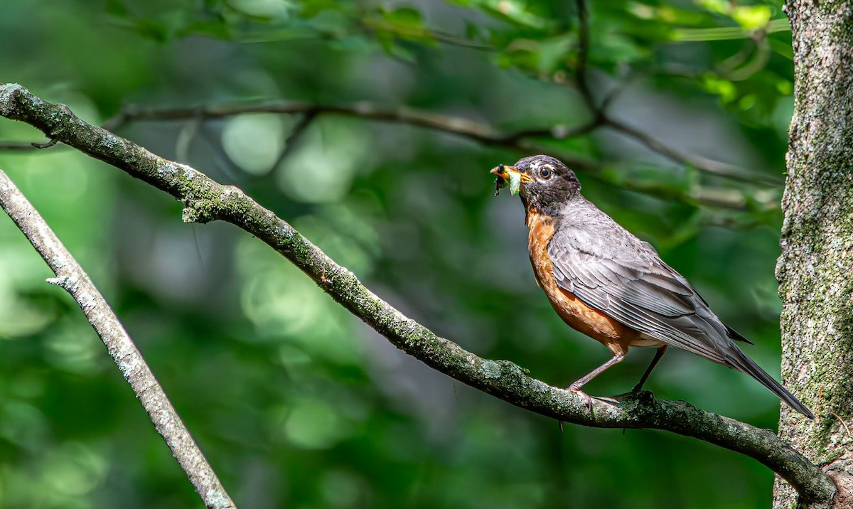 American Robin - ML640238741