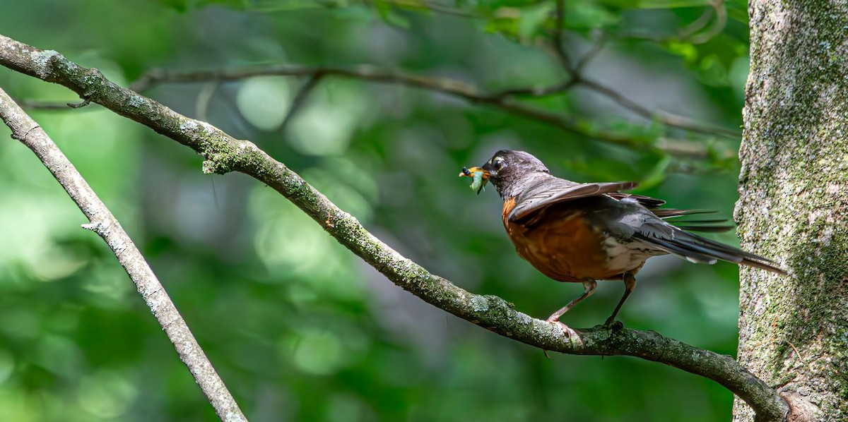 American Robin - ML640238743