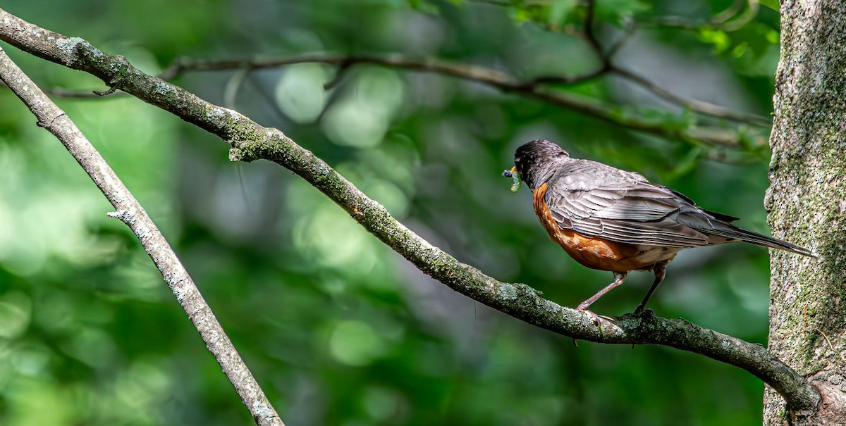 American Robin - ML640238744