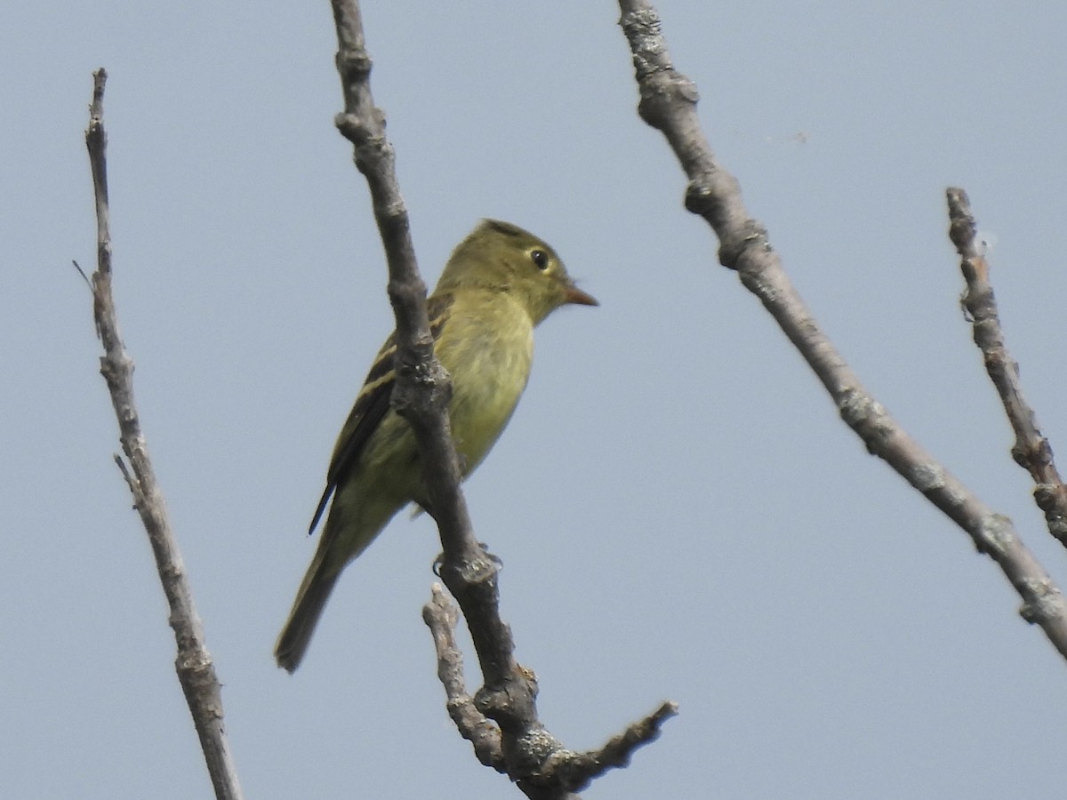 Yellow-bellied Flycatcher - ML640238766
