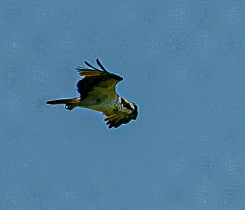 魚鷹 - ML640238795