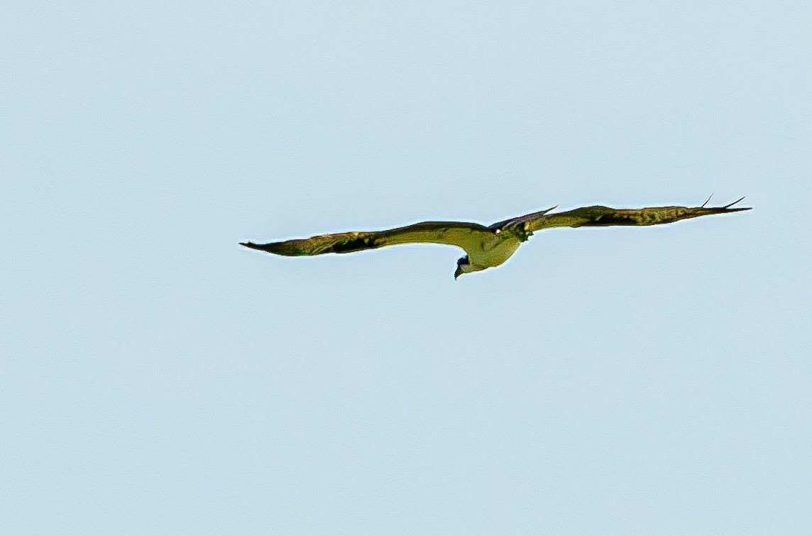魚鷹 - ML640238796