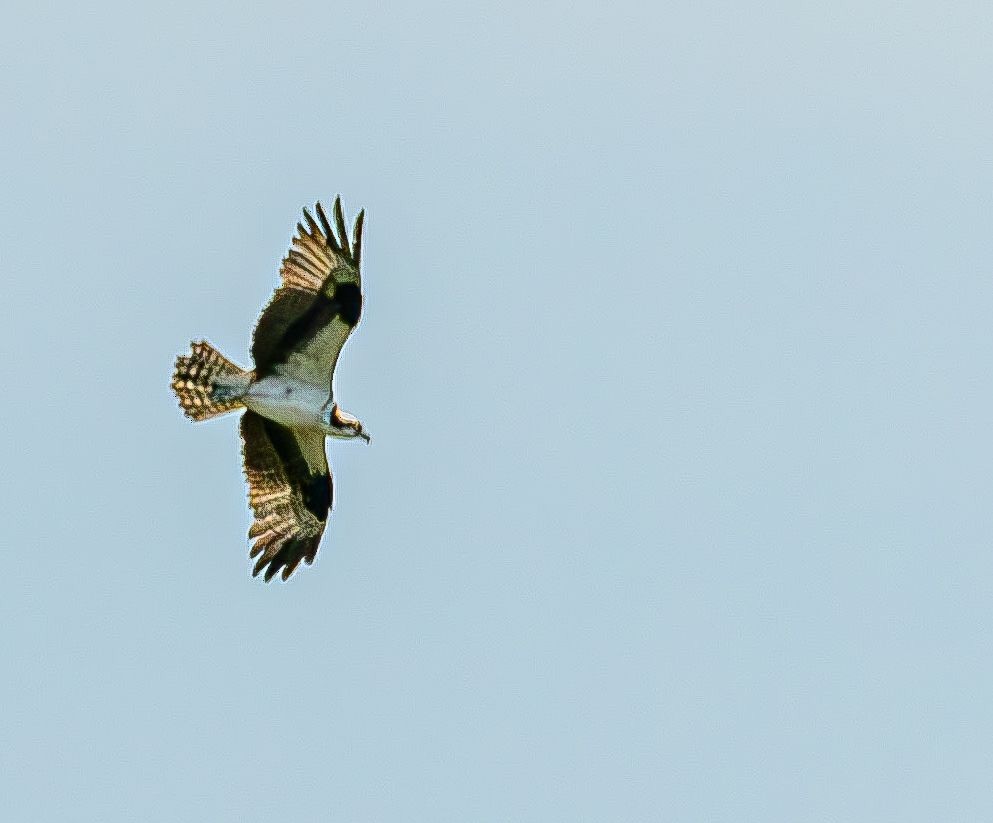 魚鷹 - ML640238797