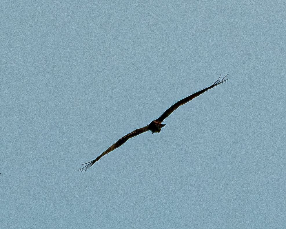 魚鷹 - ML640238798
