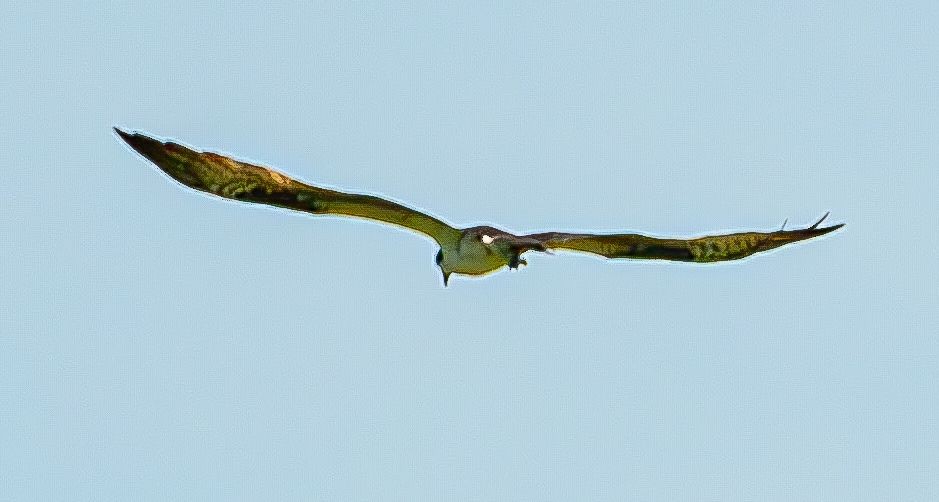 魚鷹 - ML640238799