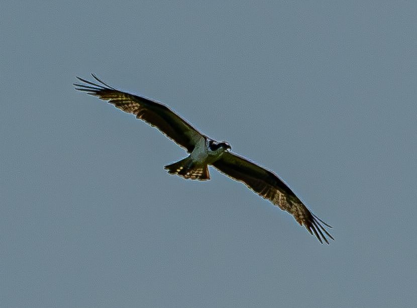 魚鷹 - ML640238800