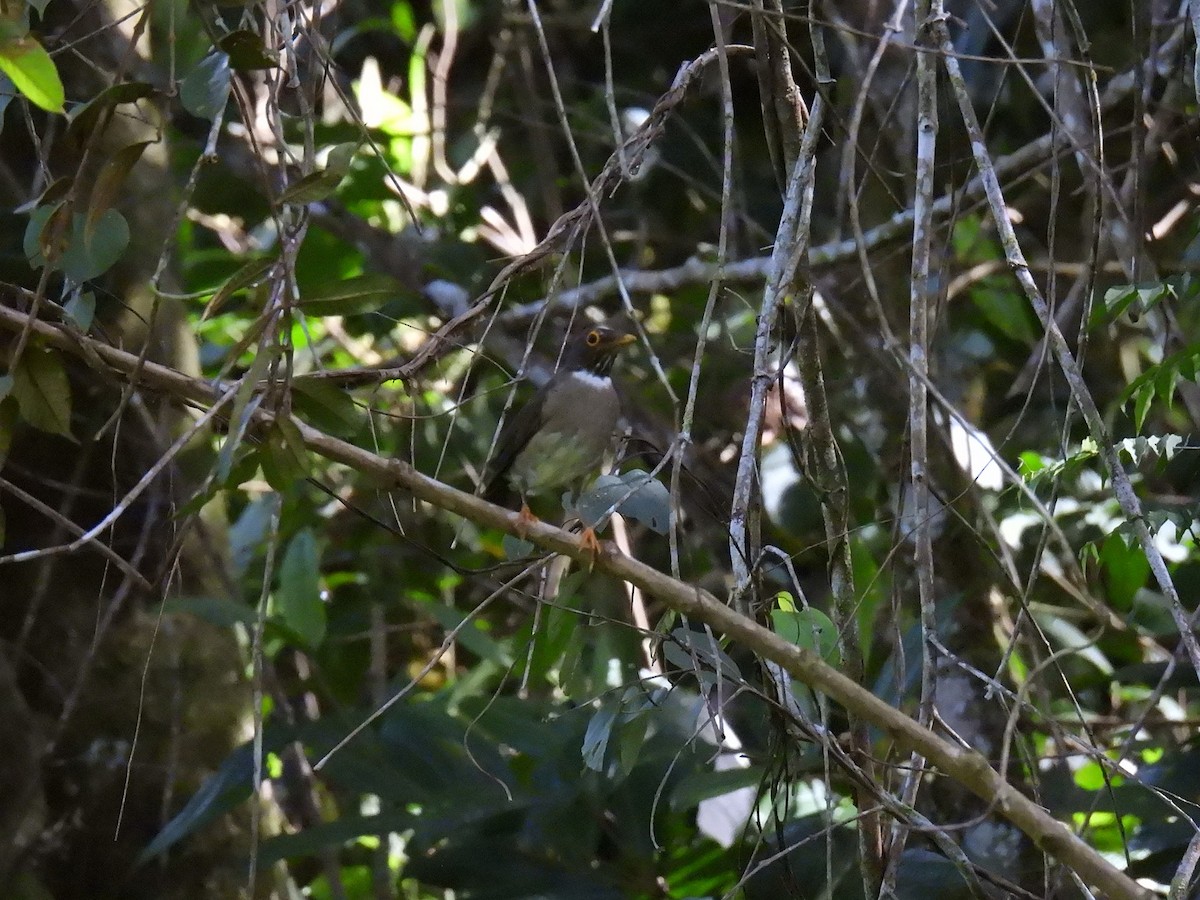 White-throated Thrush - ML640238822