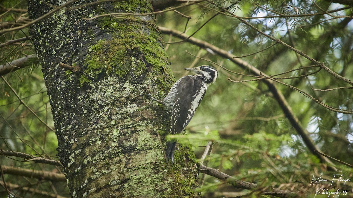 Eurasian Three-toed Woodpecker - ML640238838