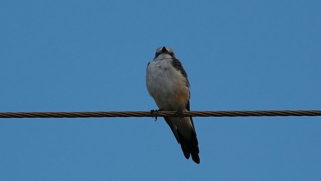 Scissor-tailed Flycatcher - ML640238865