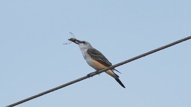 Scissor-tailed Flycatcher - ML640238866