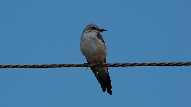 Scissor-tailed Flycatcher - ML640238871