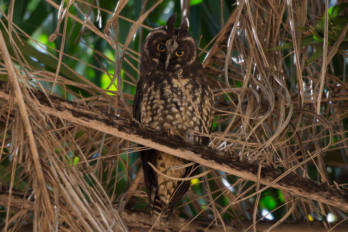 Stygian Owl - ML640238872