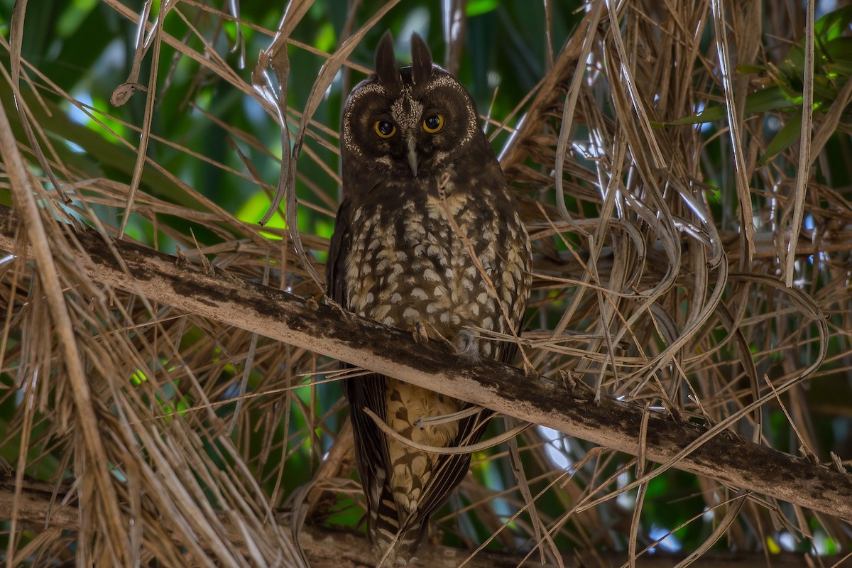 Stygian Owl - ML640238873
