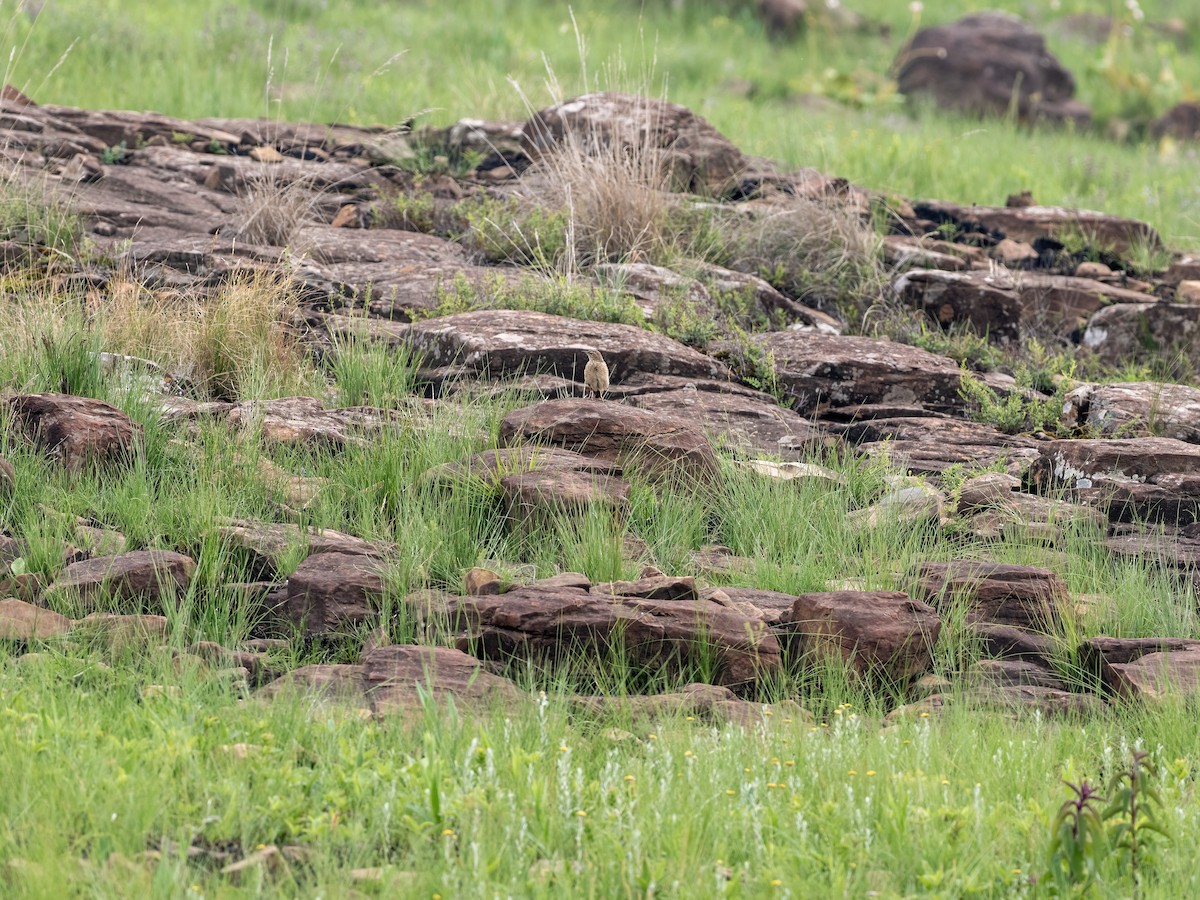 Nicholson's Pipit - ML640238897