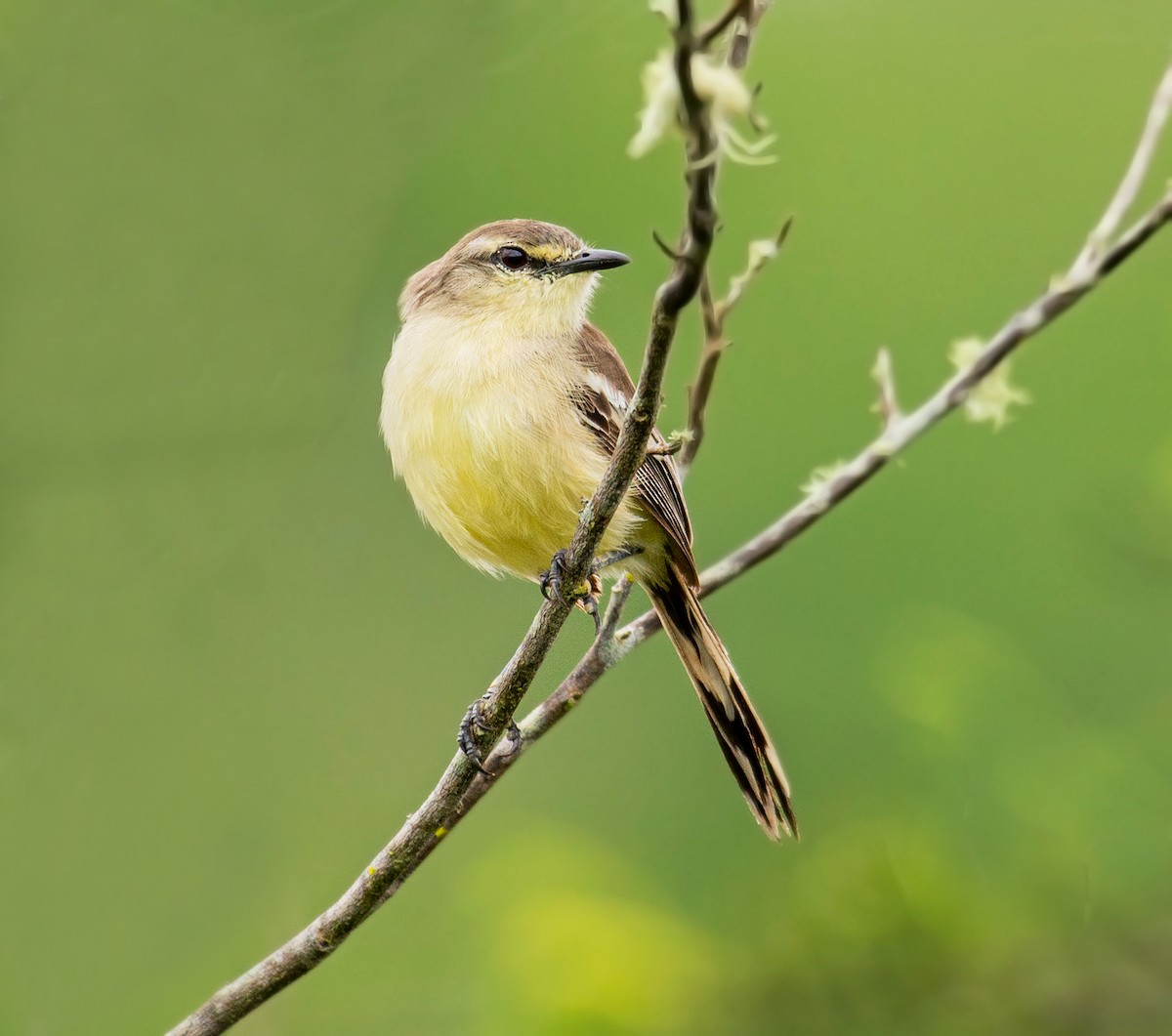 Bahia Wagtail-Tyrant - ML640238900