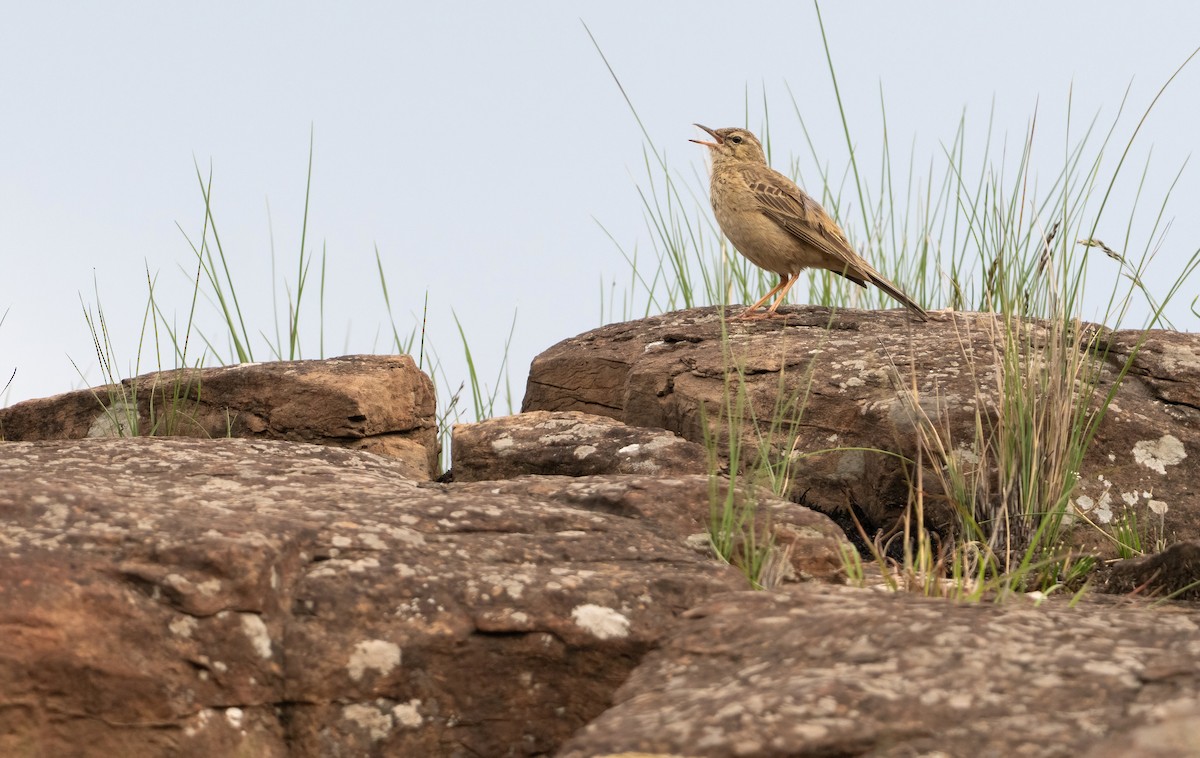 Nicholson's Pipit - ML640238908