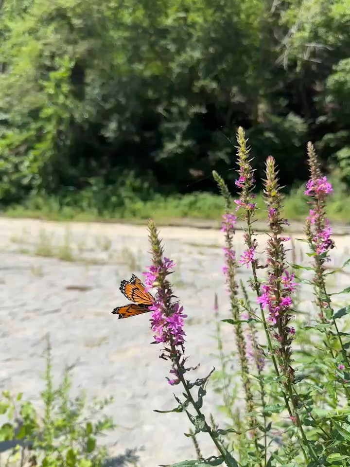 Viceroy - ML640238954