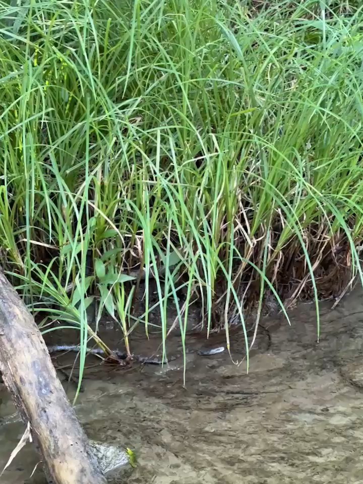 Common Watersnake - ML640238958