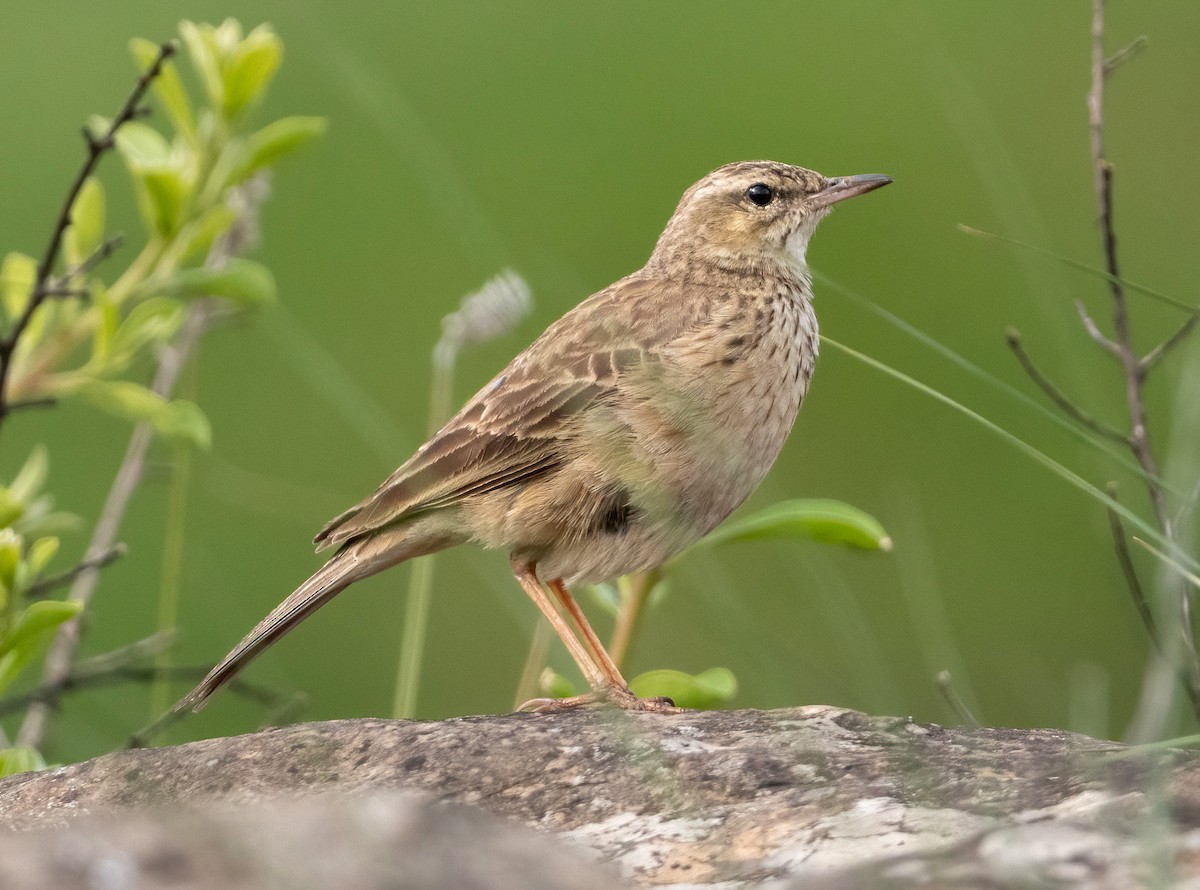 Nicholson's Pipit - ML640238961