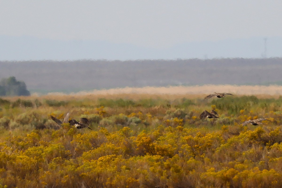 Greater Sage-Grouse - ML640238964