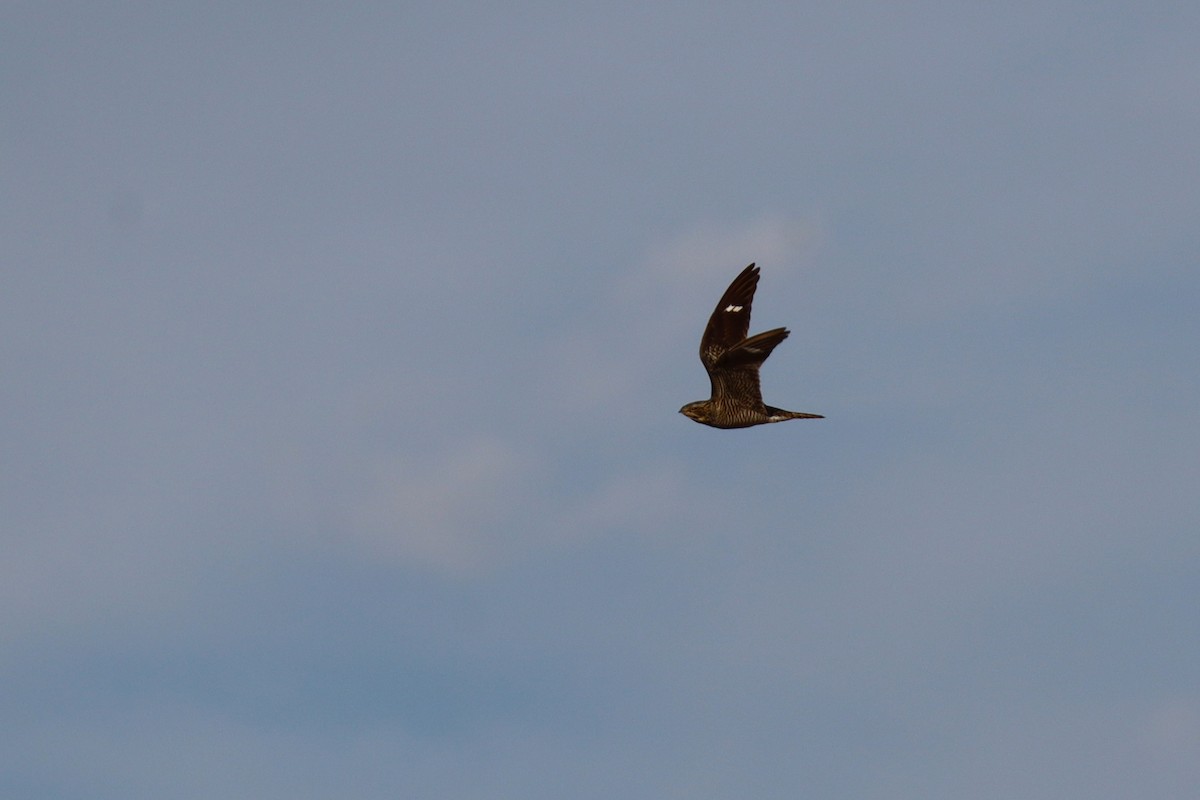 Common Nighthawk - ML640238975