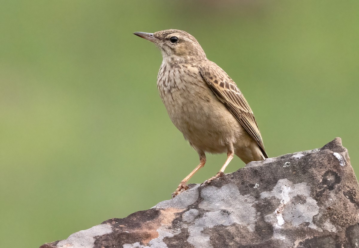 Nicholson's Pipit - ML640238987