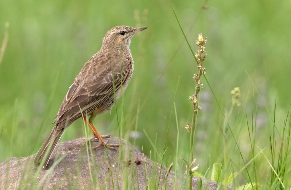 Nicholson's Pipit - ML640238988
