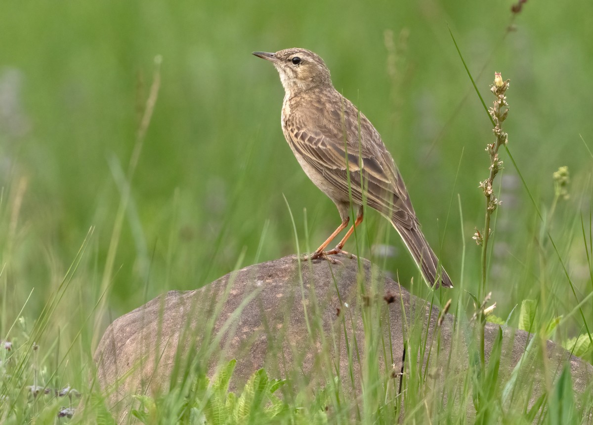 Nicholson's Pipit - ML640238989