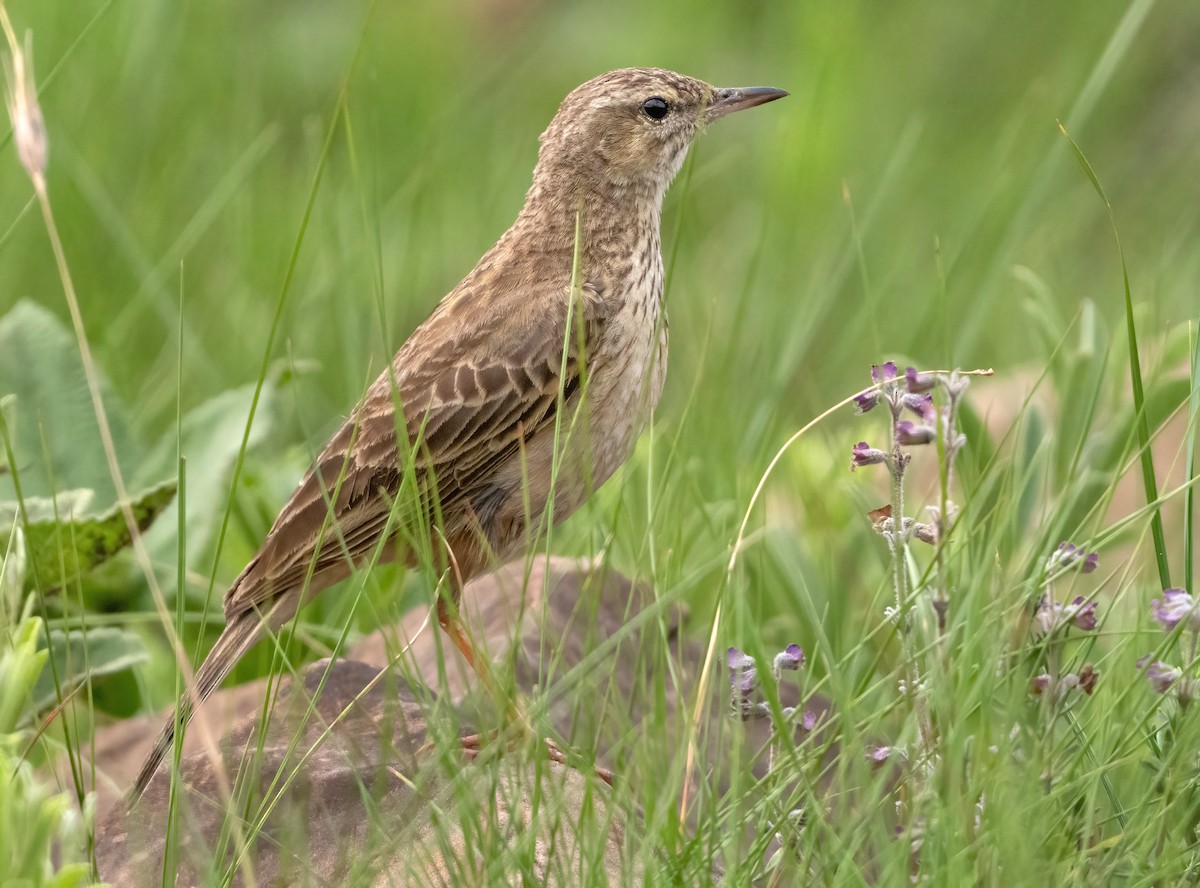 Nicholson's Pipit - ML640238990