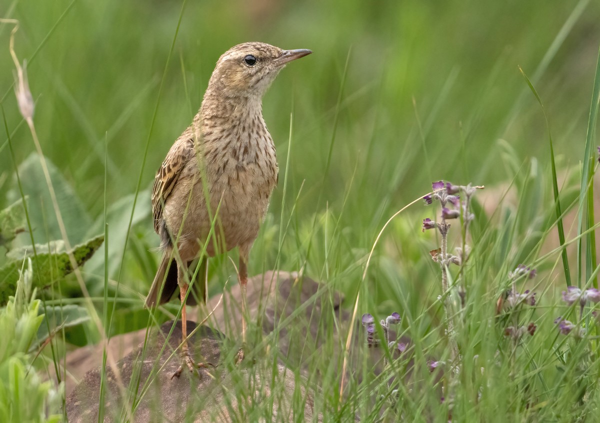 Nicholson's Pipit - ML640238991
