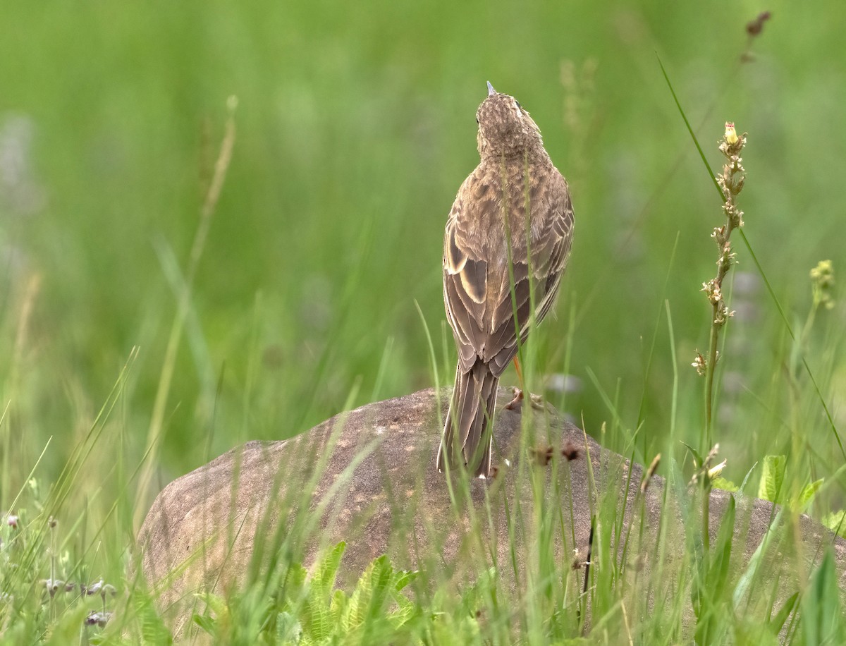 Nicholson's Pipit - ML640238992