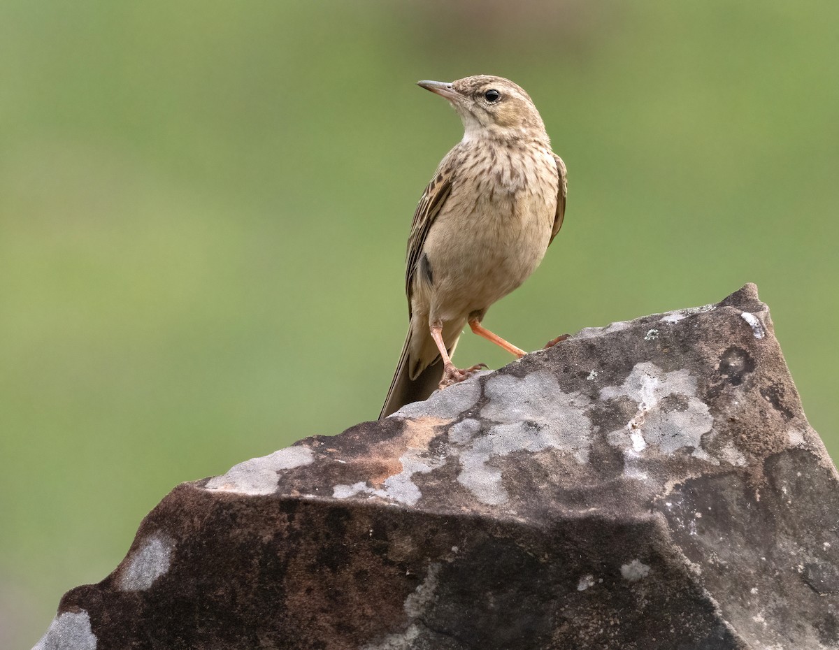 Nicholson's Pipit - ML640238993