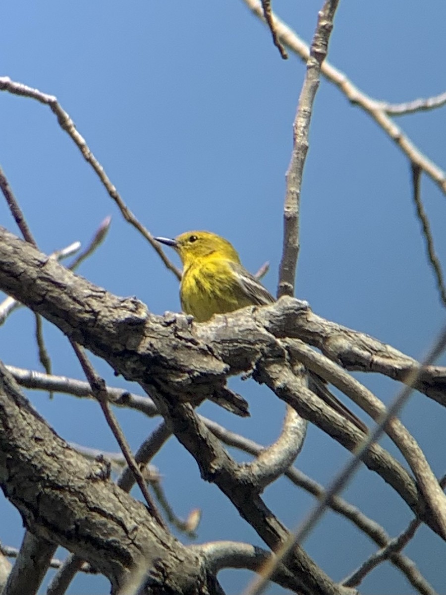 Pine Warbler - ML640238999