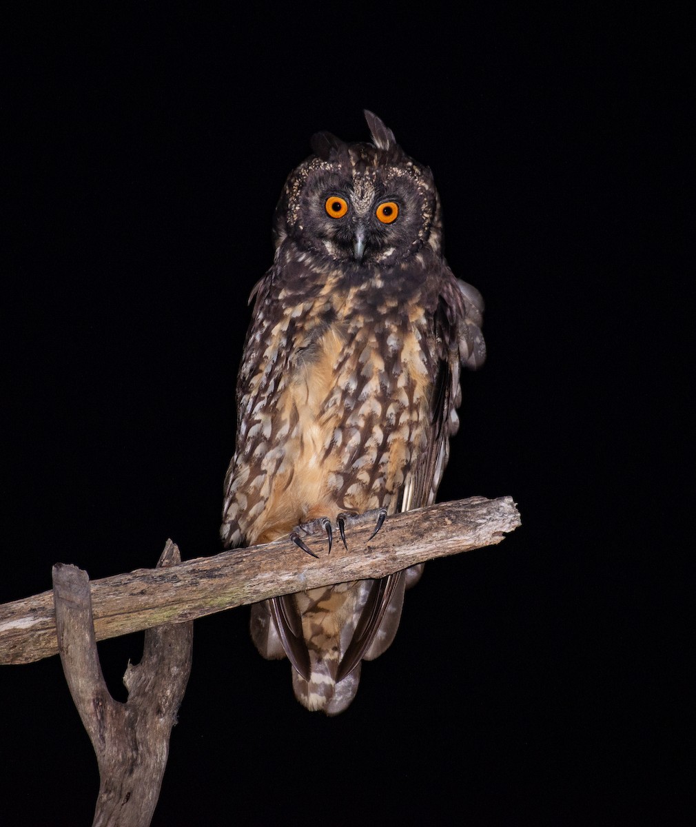 Stygian Owl - ML640239027