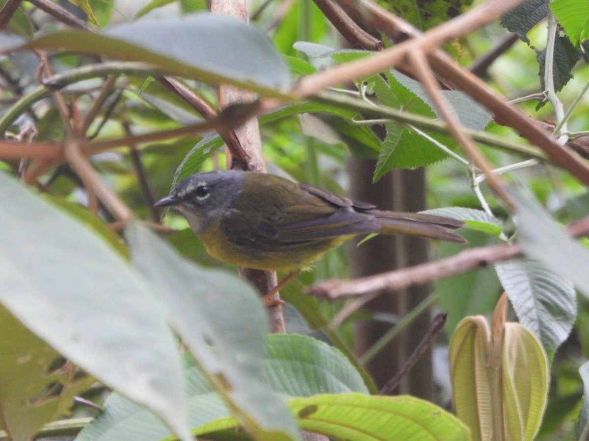White-lored Warbler - ML640239042