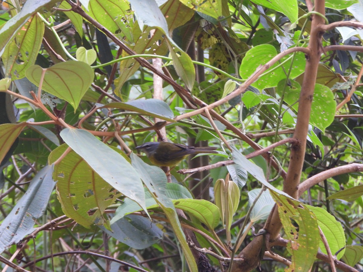 White-lored Warbler - ML640239043