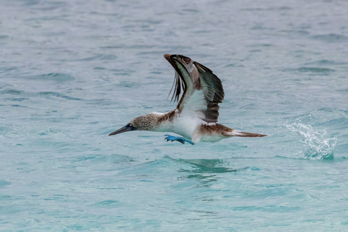 Blue-footed Booby - ML640239078