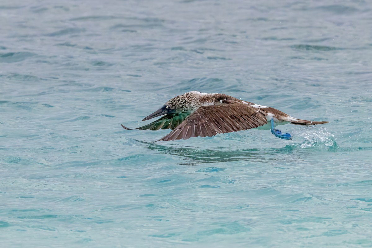 Blue-footed Booby - ML640239079