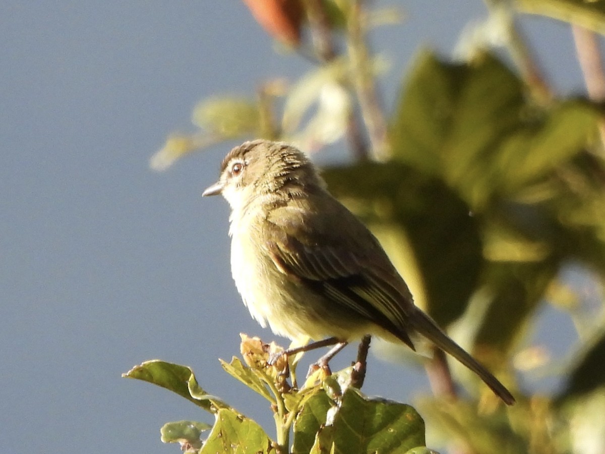 Spectacled Tyrannulet - ML640239157
