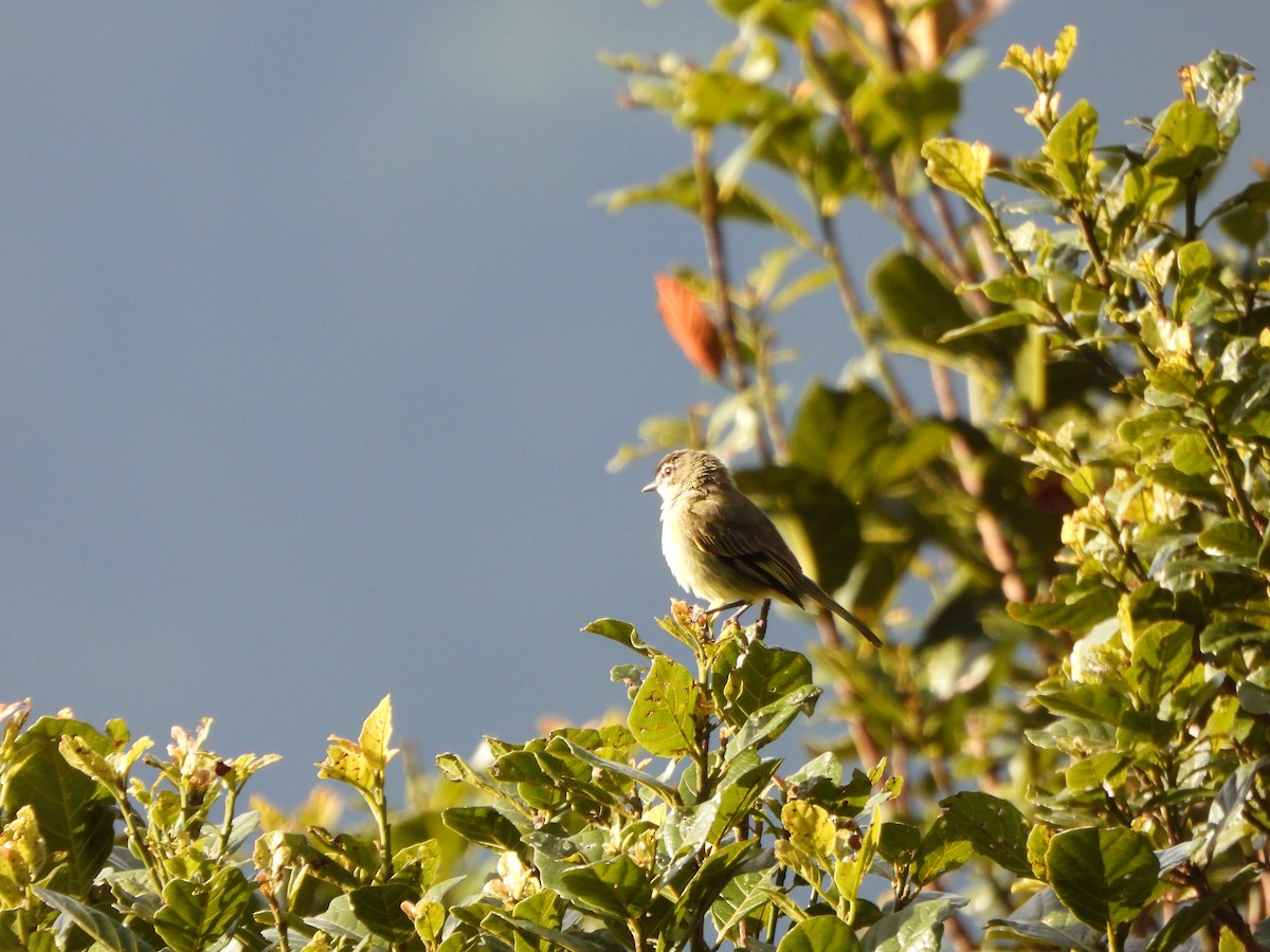 Spectacled Tyrannulet - ML640239158