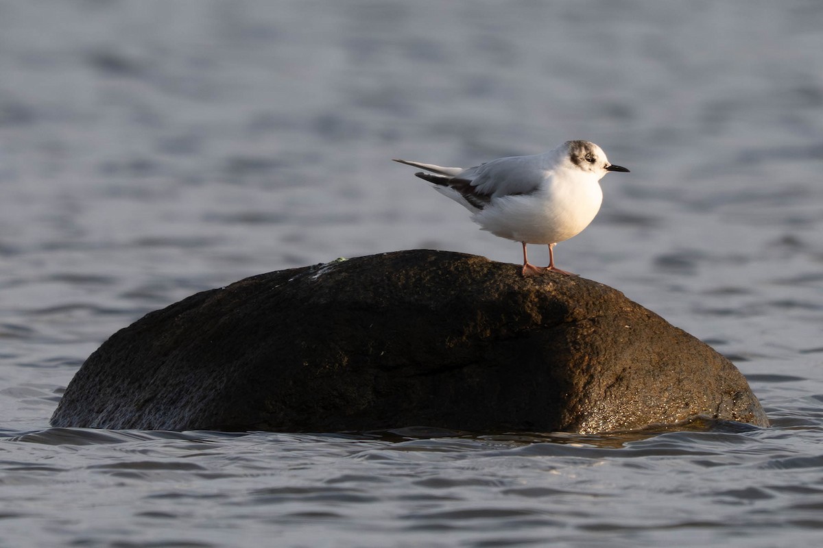 Little Gull - ML640239194