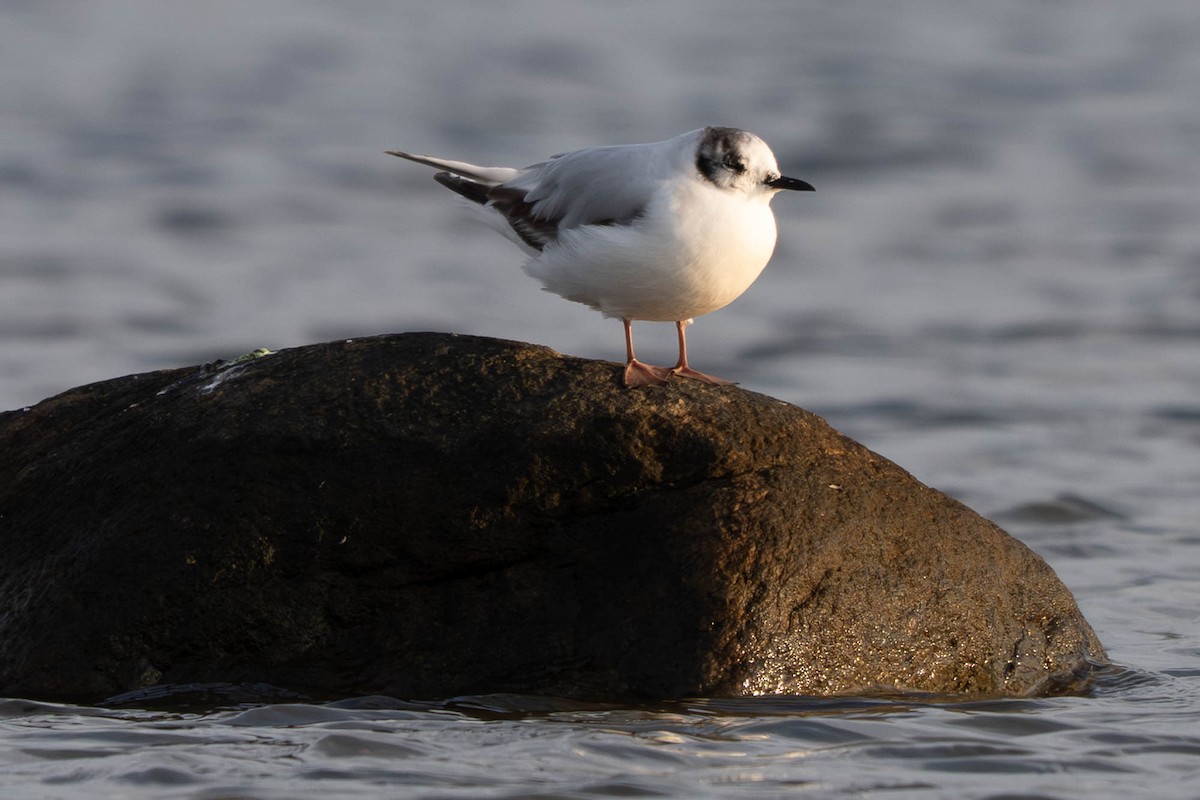 Little Gull - ML640239195