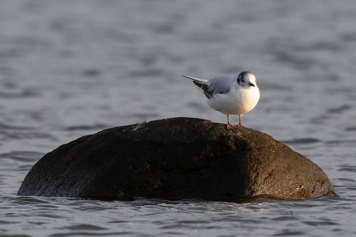 Little Gull - ML640239196