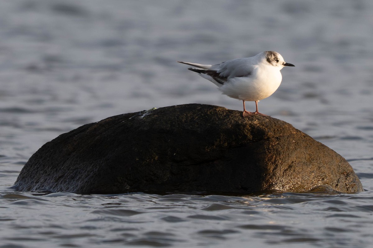 Little Gull - ML640239197